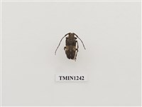 藏品(茶胡麻天牛)的圖片